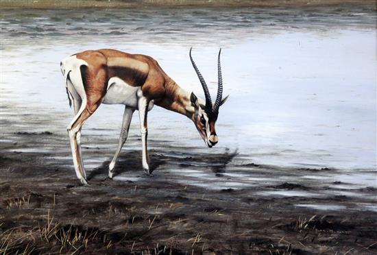 Alan M. Hunt (1947-) Thomsons gazelle watering 12.5 x 18in.